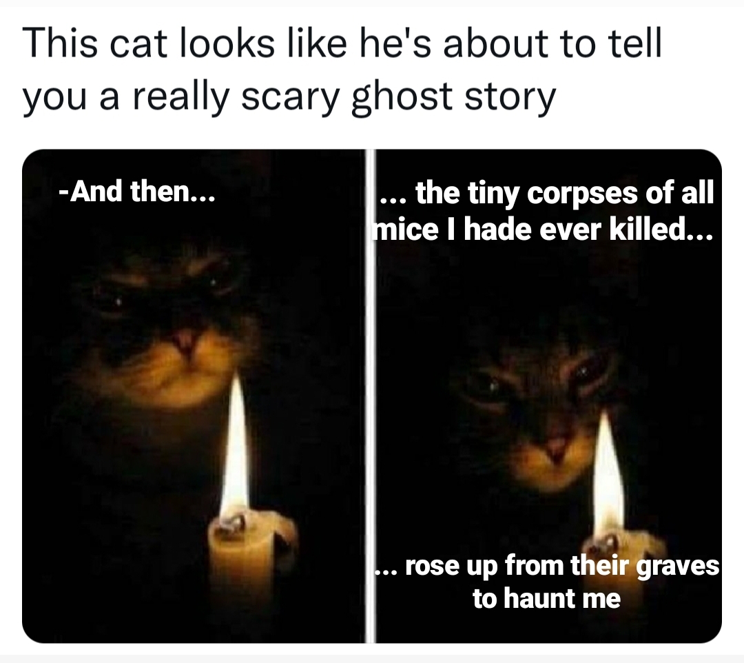 photo caption - This cat looks he's about to tell you a really scary ghost story And then... ... the tiny corpses of all mice I hade ever killed... ... rose up from their graves to haunt me