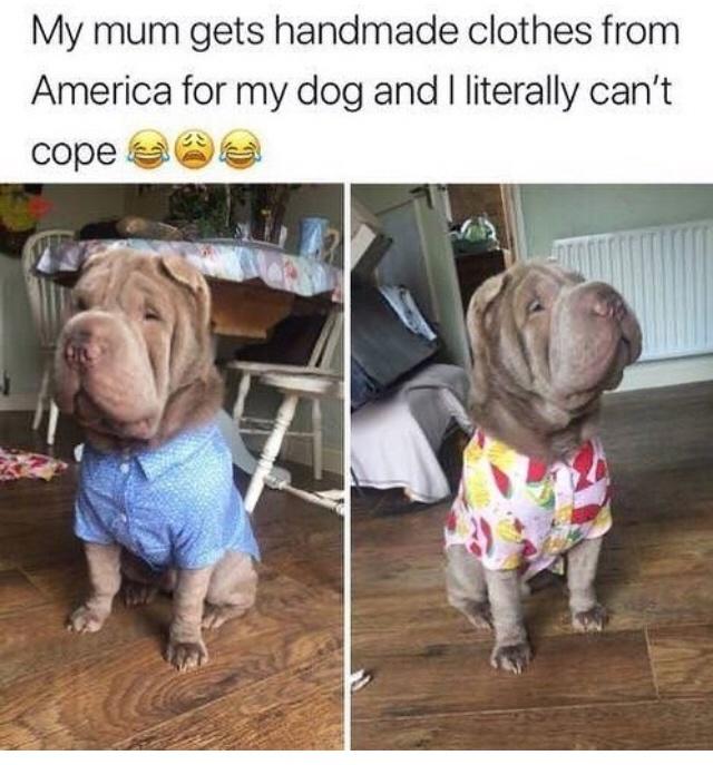 funny memes - funny pictures - animal mood meme - My mum gets handmade clothes from America for my dog and I literally can't cope