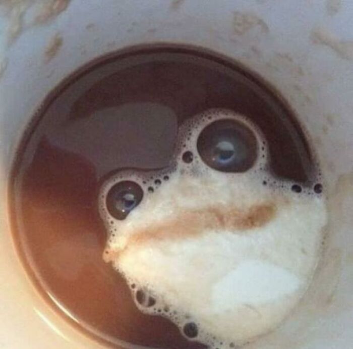 funny memes - coffee frog