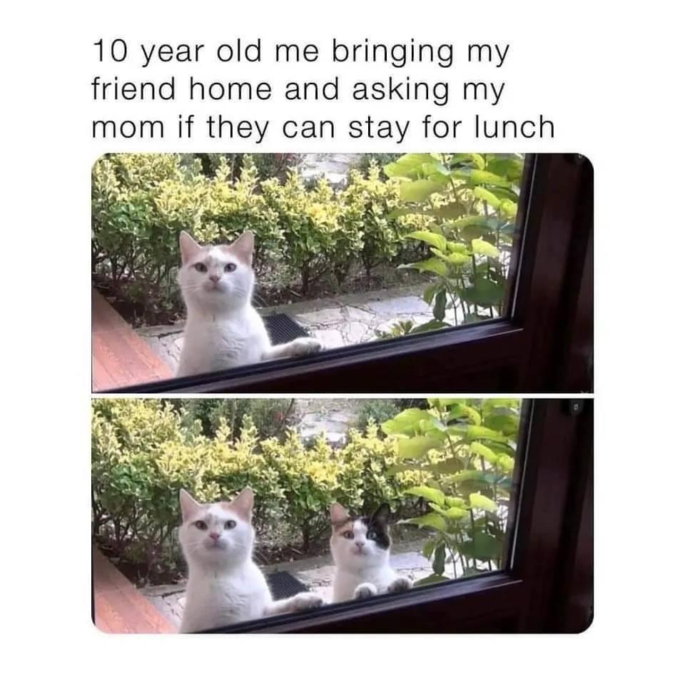 funny memes - Text - 10 year old me bringing my friend home and asking my mom if they can stay for lunch