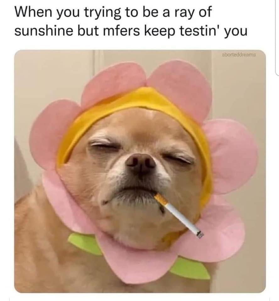 funny memes - dog - When you trying to be a ray of sunshine but mfers keep testin' you aborteddreams