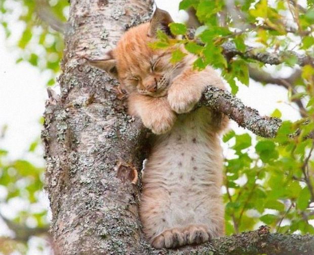 funny pics - funny memes - cat sleeping in tree