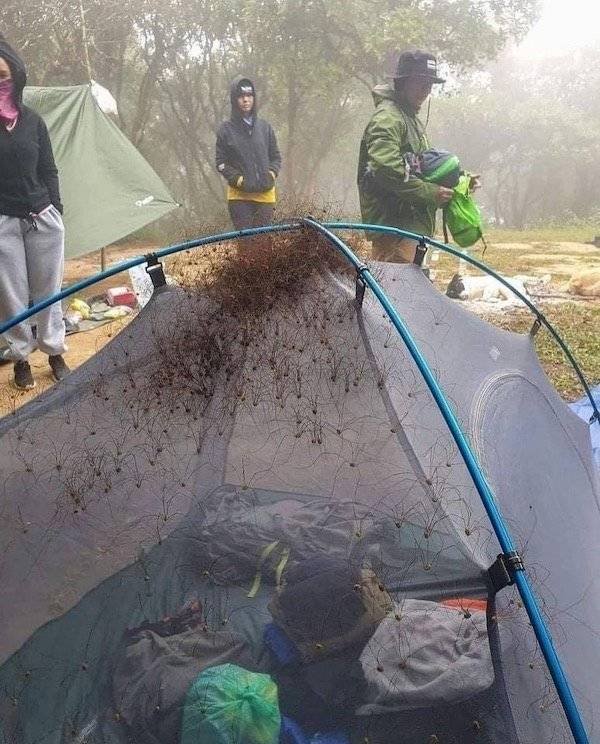infested spider tent