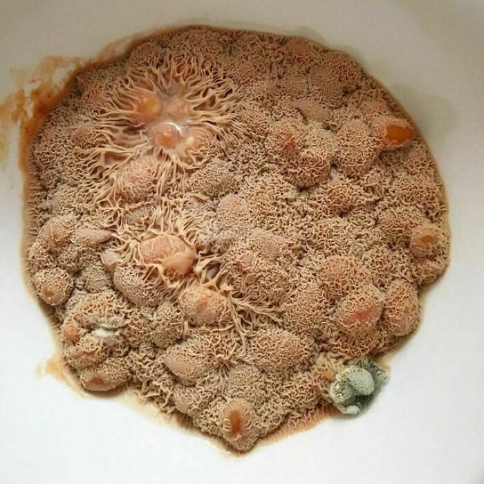 baked beans left in microwave
