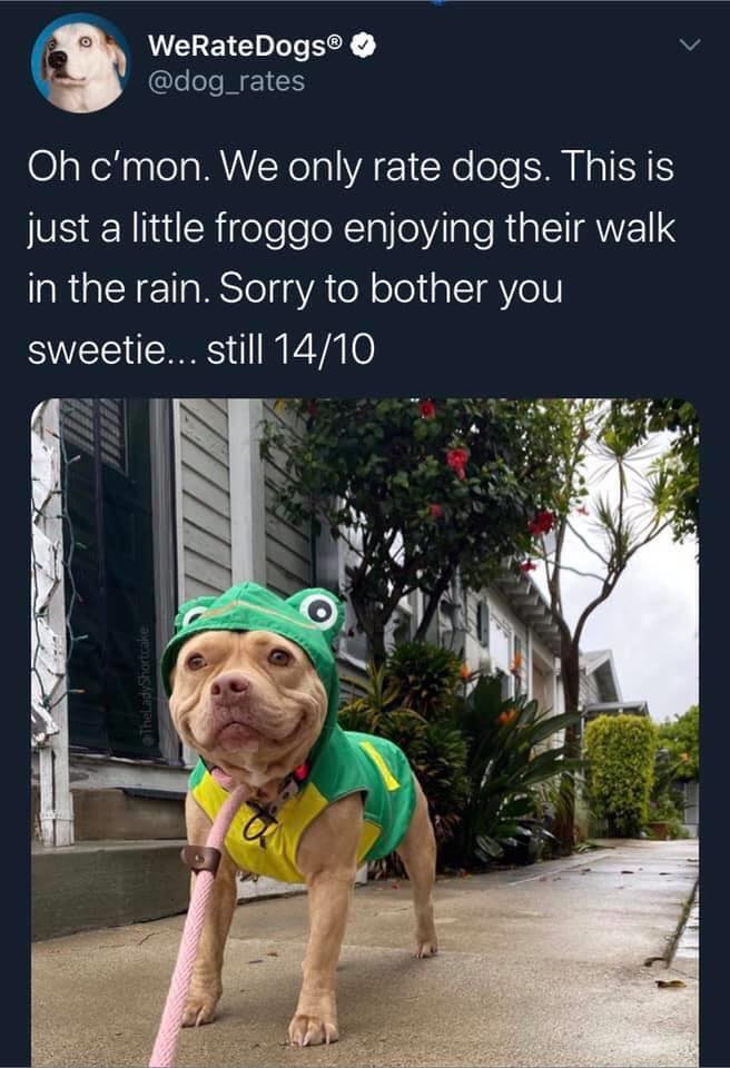 funny tweets - you mess with the froggo you get - WeRateDogs Oh c'mon. We only rate dogs. This is just a little froggo enjoying their walk in the rain. Sorry to bother you sweetie... still 1410 Theliady Shortcake