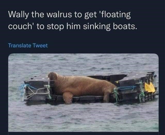 funny tweets - wally the walrus couch - Wally the walrus to get 'floating couch' to stop him sinking boats. Translate Tweet