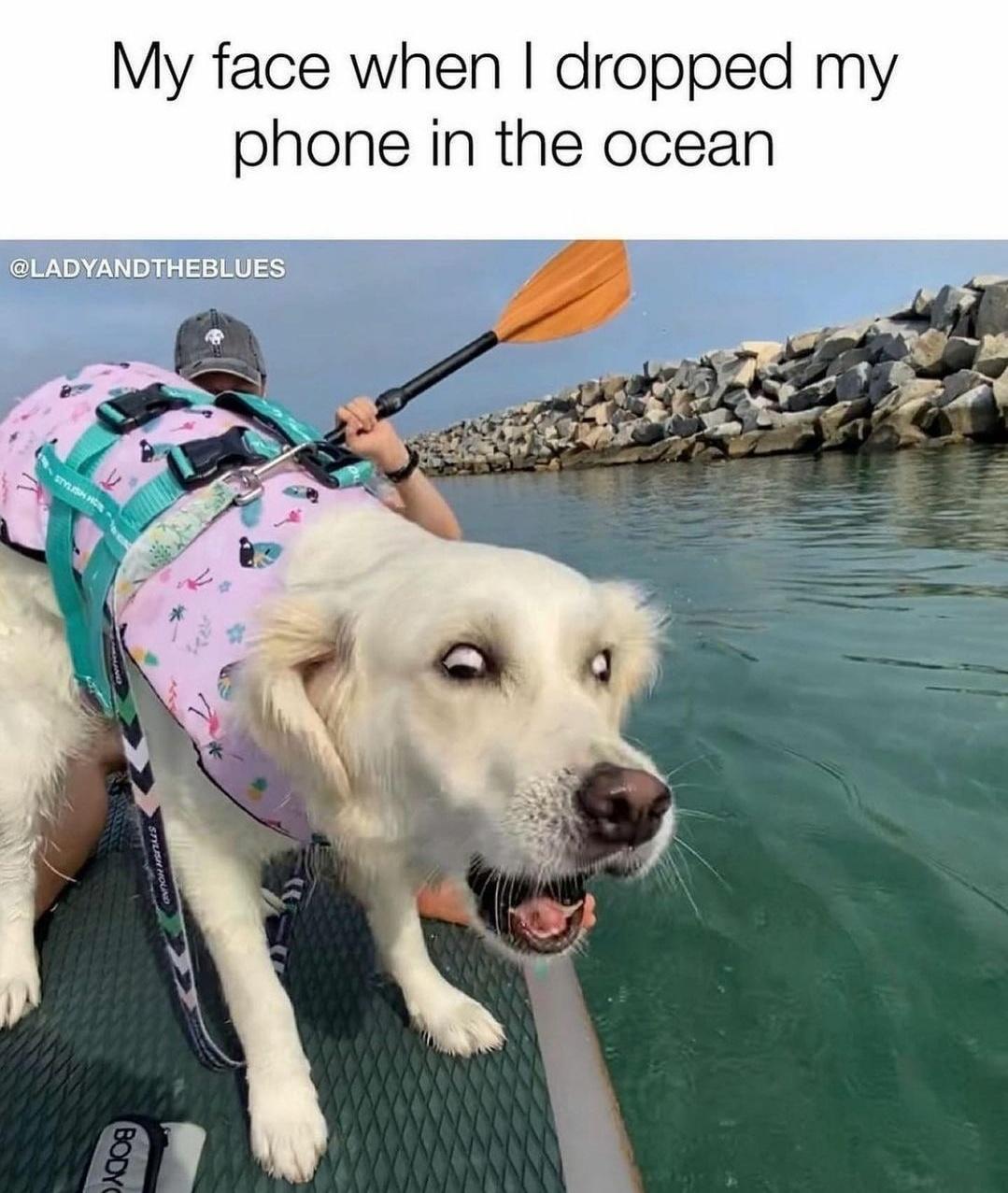 hilarious memes - dank memes - dog - My face when I dropped my phone in the ocean Stylish Body
