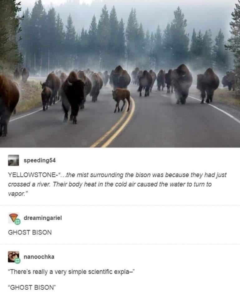 hilarious memes - dank memes - ghost bison - speeding54 Yellowstone"..the mist surrounding the bison was because they had just crossed a river. Their body heat in the cold air caused the water to turn to vapor." dreamingariel Ghost Bison nanoochka "There'