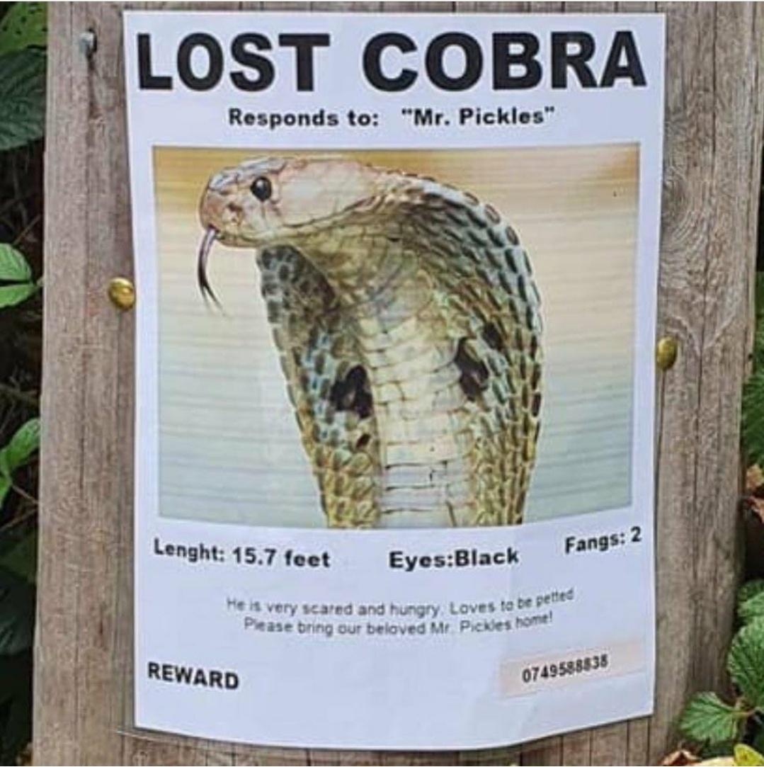 funny memes - hilarious memes - cobra - Lost Cobra Responds to "Mr. Pickles" Lenght 15.7 feet EyesBlack Fangs 2 He is very scared and hungry Loves to be petted Please bring our beloved Me Pickles home! Reward 0749588838