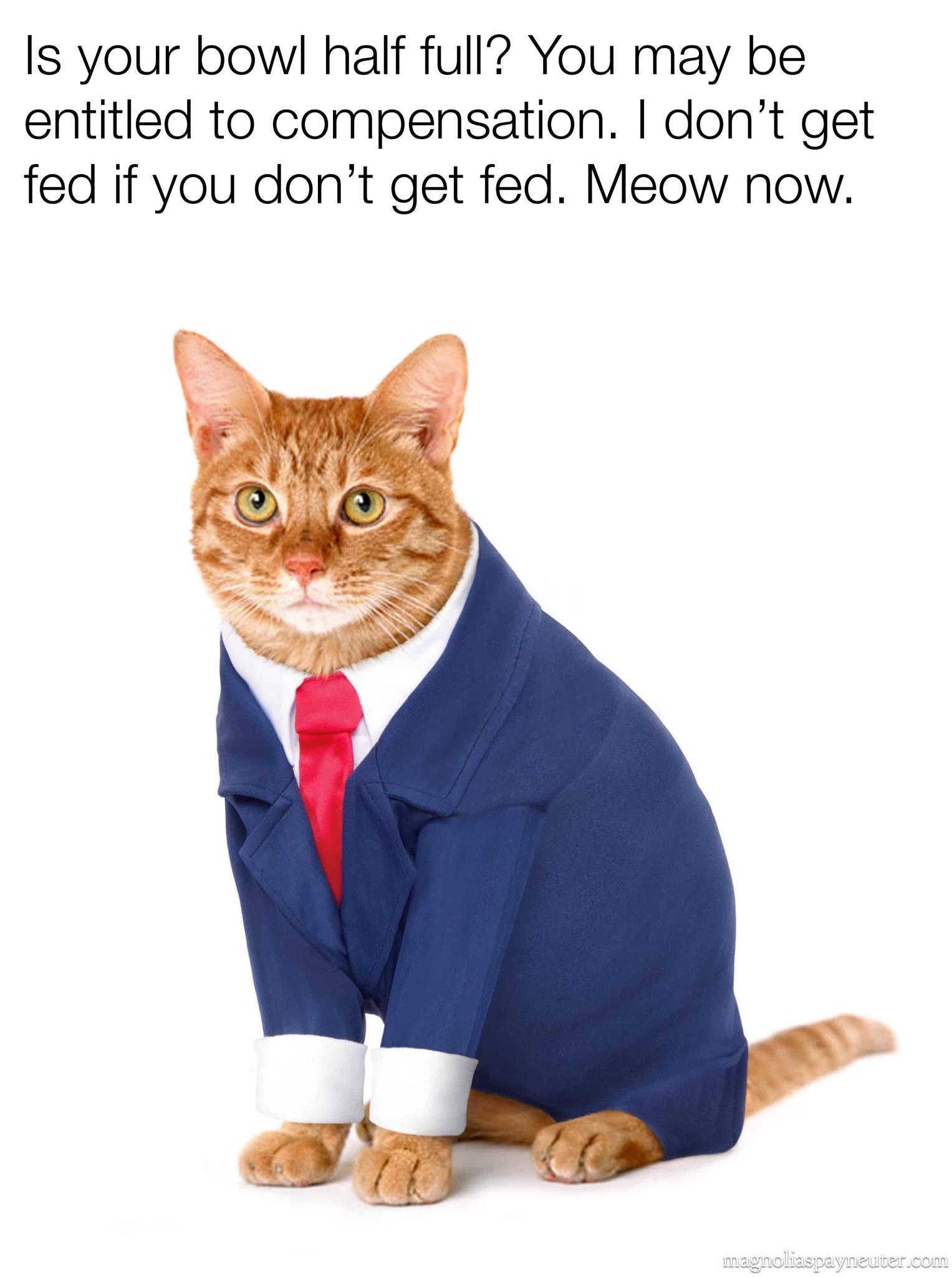 funny memes - hilarious memes - cat in a suit - Is your bowl half full? You may be entitled to compensation. I don't get fed if you don't get fed. Meow now. magnoliaspayneuber.com