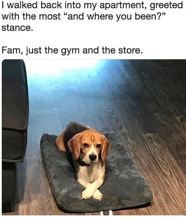 Dog - I walked back into my apartment, greeted with the most and where you been? stance. Fam, just the gym and the store.
