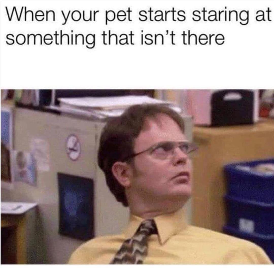 the office memes - your dog is staring at something - When your pet starts staring at something that isn't there