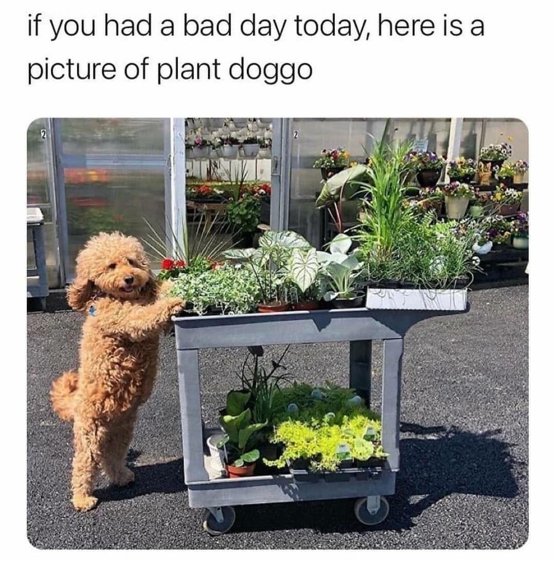 monday morning randomness - plant memes funny - you had a bad day today, here is a picture of plant doggo 2
