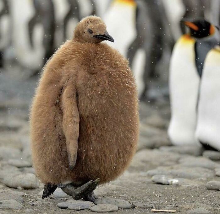 funny memes - hilarious memes - baby penguin