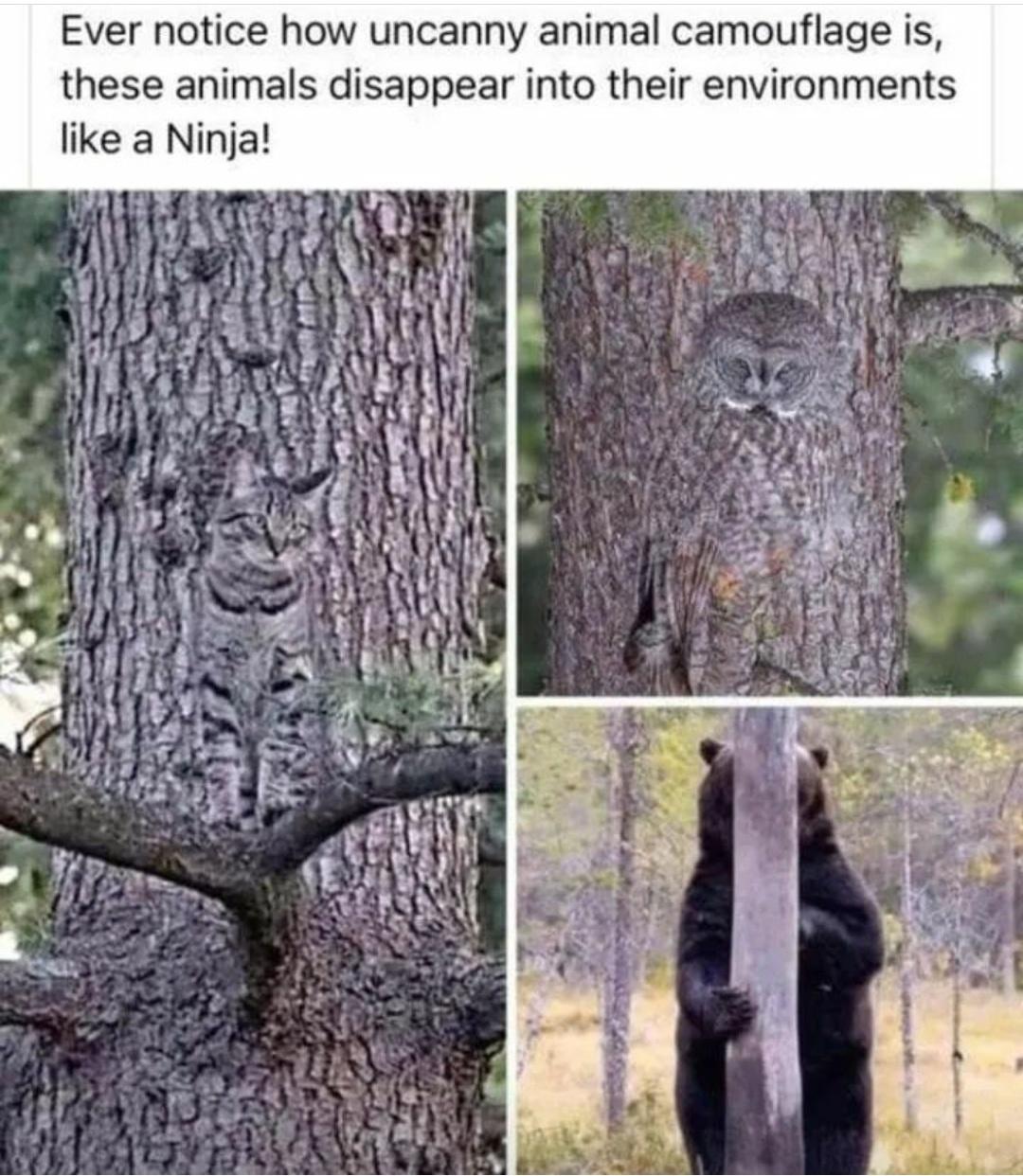 funny memes - hilarious memes - ever notice how impressive animals camouflage looks - Ever notice how uncanny animal camouflage is, these animals disappear into their environments a Ninja!