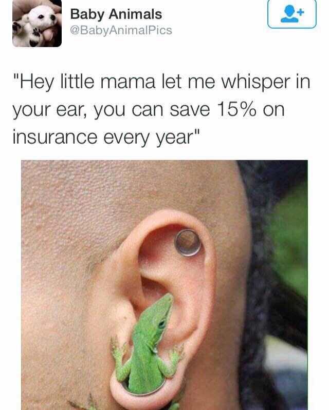 funny memes - hilarious memes - hey lil mama lemme whisper in your ear - Baby Animals "Hey little mama let me whisper in your ear, you can save 15% on insurance every year"