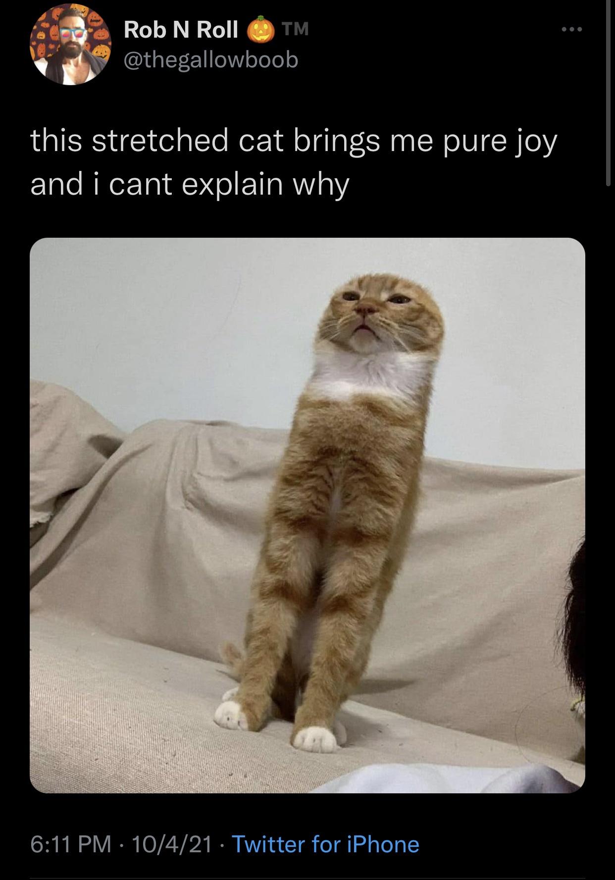 funny memes - hilarious memes - cat - Rob N Roll Tm this stretched cat brings me pure joy and i cant explain why 10421 Twitter for iPhone