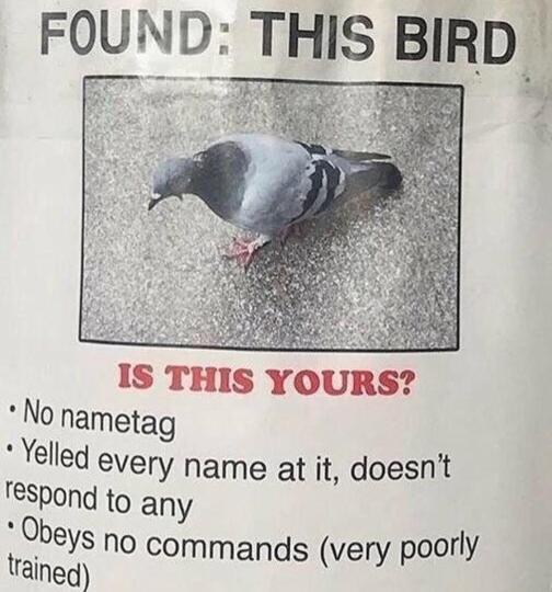 funny memes - halloween memes - funny animal memes - Found This Bird Is This Yours? No nametag Yelled every name at it, doesn't respond to any Obeys no commands very poorly trained
