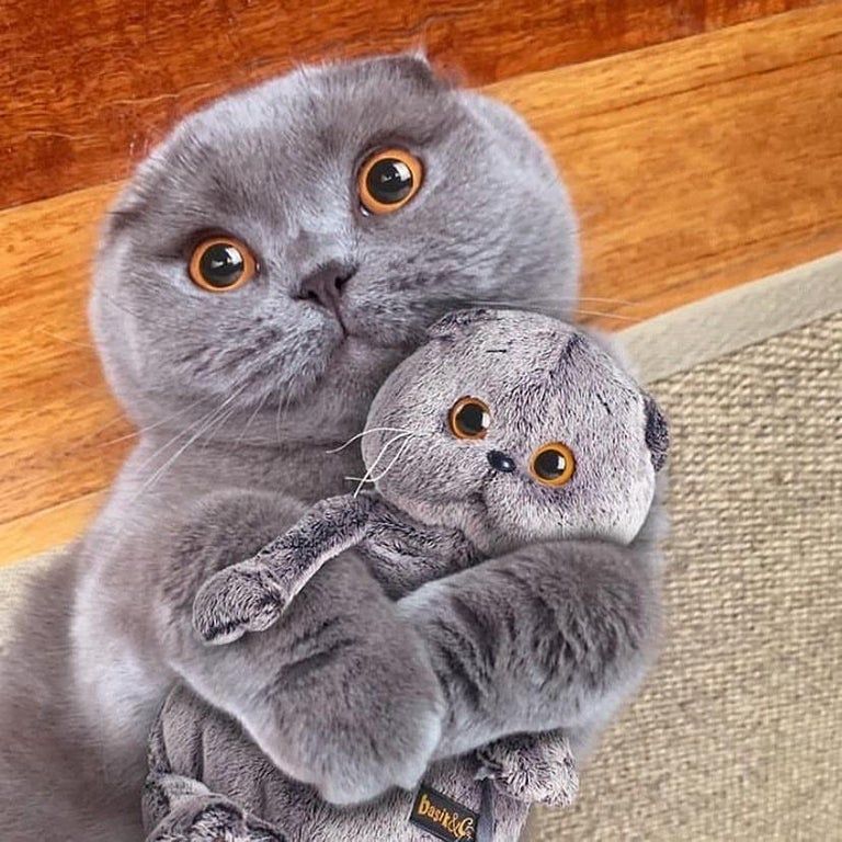 funny memes - halloween memes - scottish fold cat