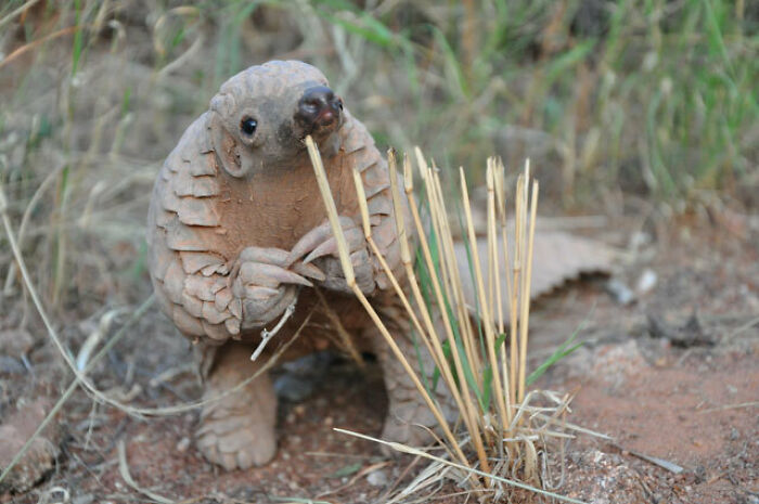 funny memes - halloween memes - adorable pangolin