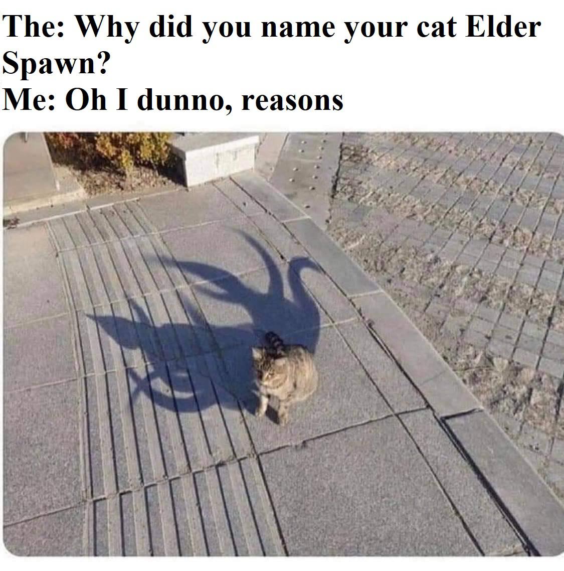 your cat is secretly an elderly god - The Why did you name your cat Elder Spawn? Me Oh I dunno, reasons