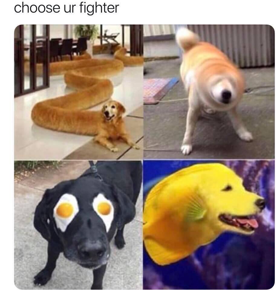 drill doggo memes - choose ur fighter