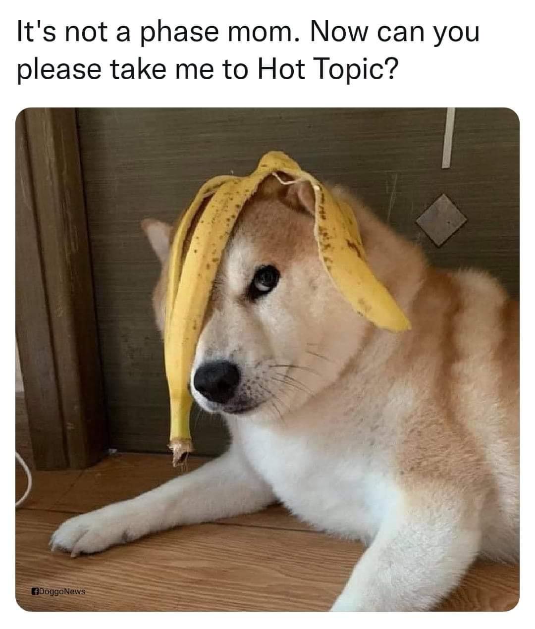 dog - It's not a phase mom. Now can you please take me to Hot Topic? DoggoNews