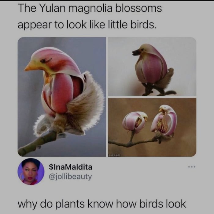 yulan magnolia blossoms - The Yulan magnolia blossoms appear to look little birds. $InaMaldita why do plants know how birds look