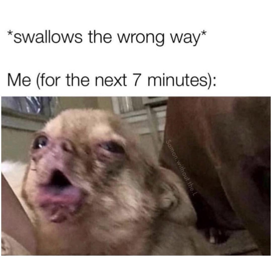 funny memes - cute cats - swallows the wrong way meme - swallows the wrong way Me for the next 7 minutes Samon without.the..