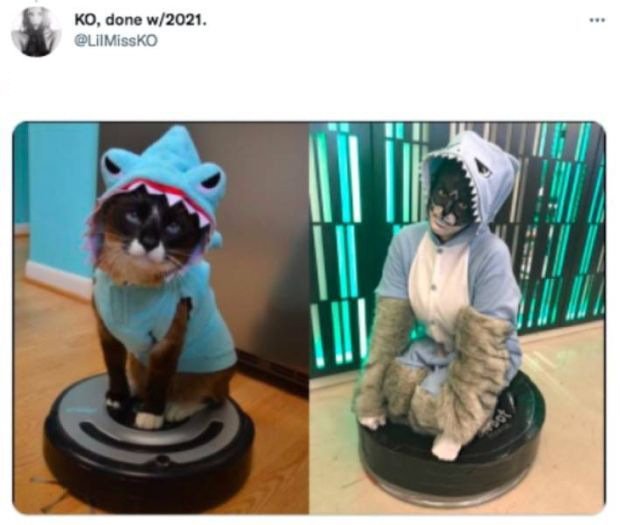 funny memes - cute cats - shark roomba cat