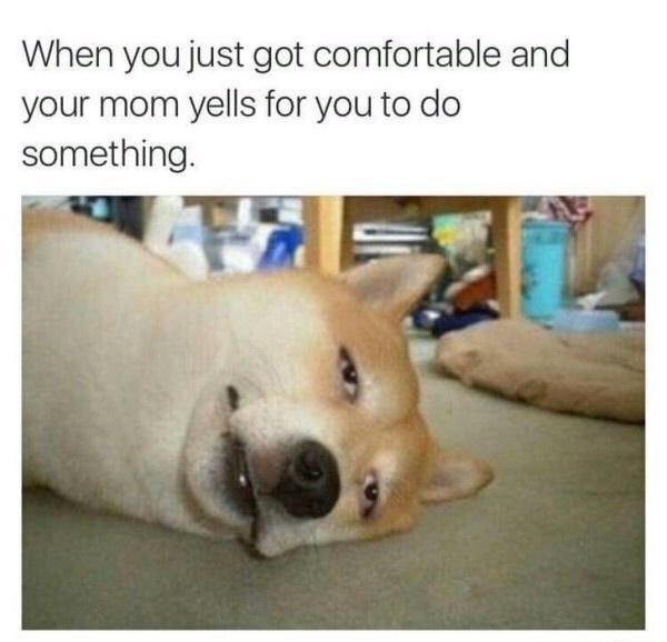 funny memes - cute cats - just got comfortable meme - When you just got comfortable and your mom yells for you to do something.