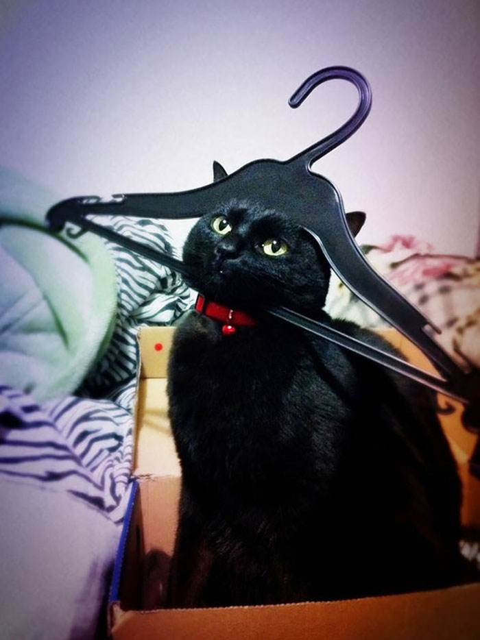 funny memes - cute cats - cat stuck in hanger