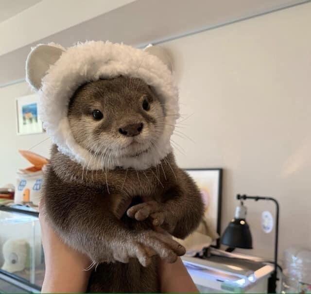 otters with hats