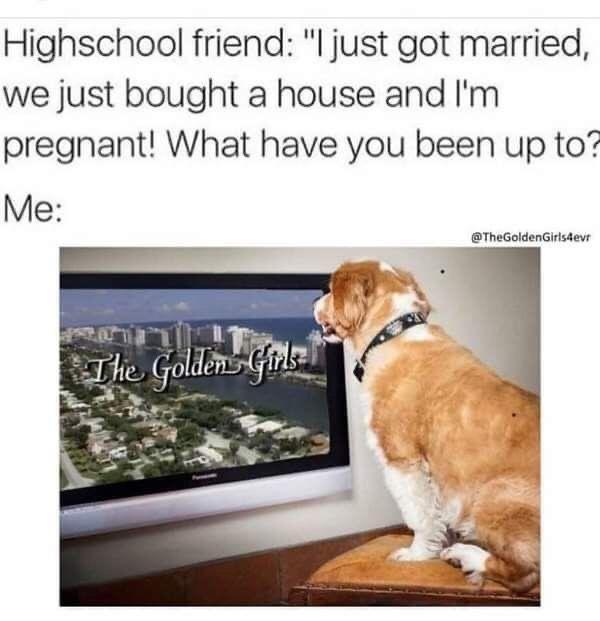 dog - Highschool friend "I just got married, we just bought a house and I'm pregnant! What have you been up to? Me The Golden Girl