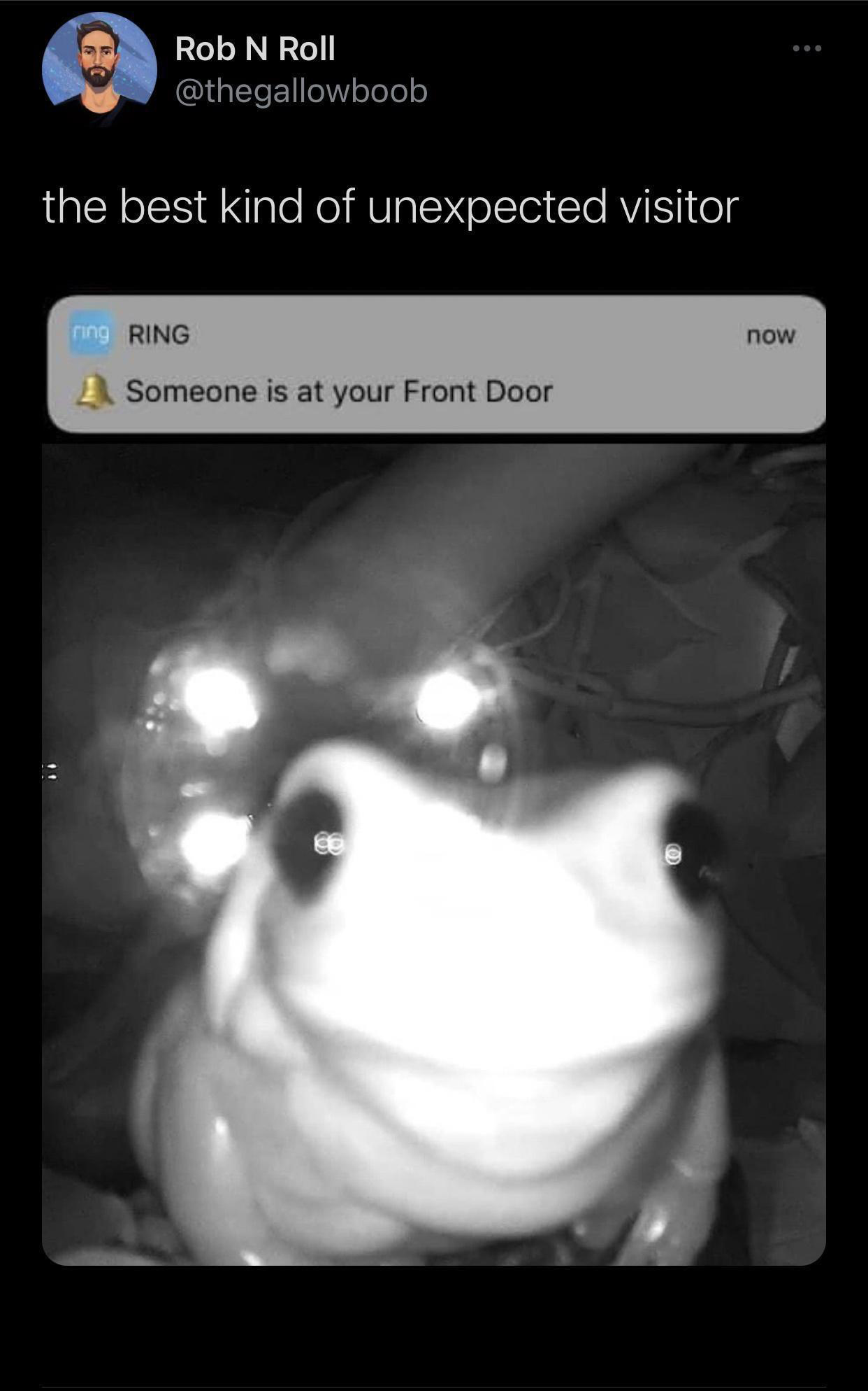 frog memes cute - Rob N Roll the best kind of unexpected visitor ring Ring now Someone is at your Front Door