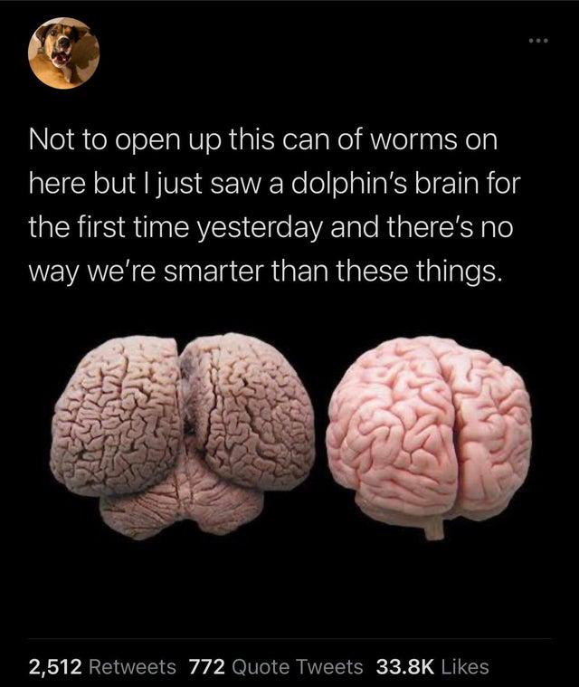 dolphin brain - Not to open up this can of worms on here but I just saw a dolphin's brain for the first time yesterday and there's no way we're smarter than these things. 2,512 772 Quote Tweets