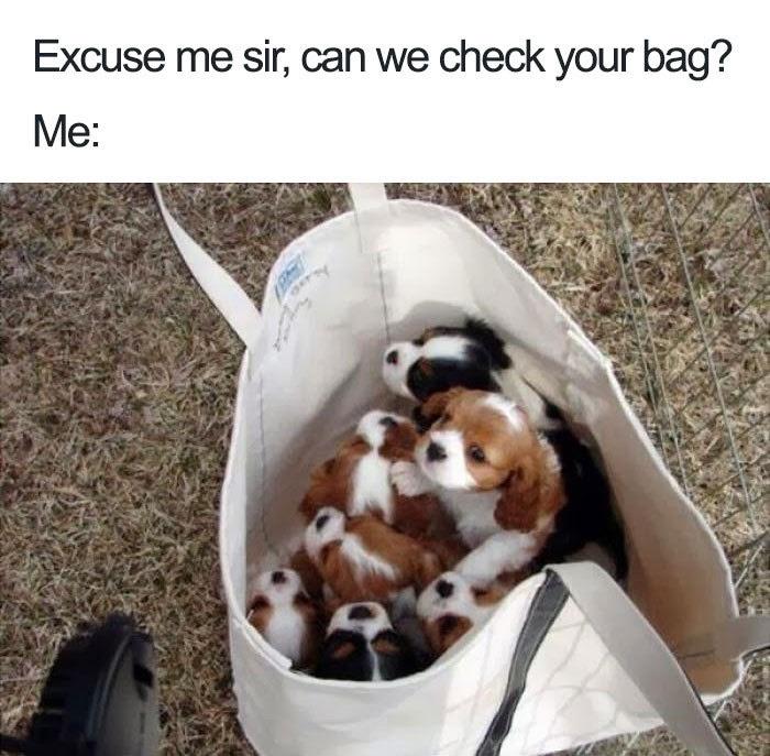 funny memes - best memes - wholesome puppies - Excuse me sir, can we check your bag? Me