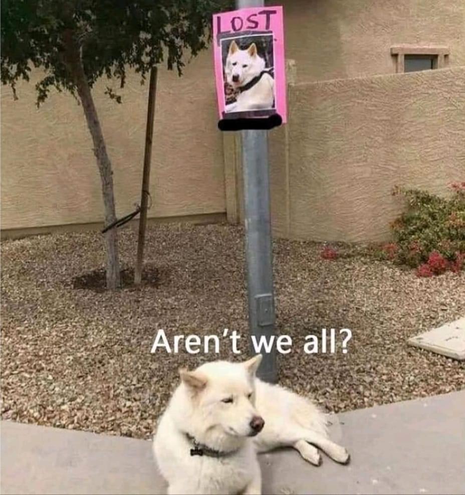 funny memes - best memes - lost dog meme - Lost Aren't we all?