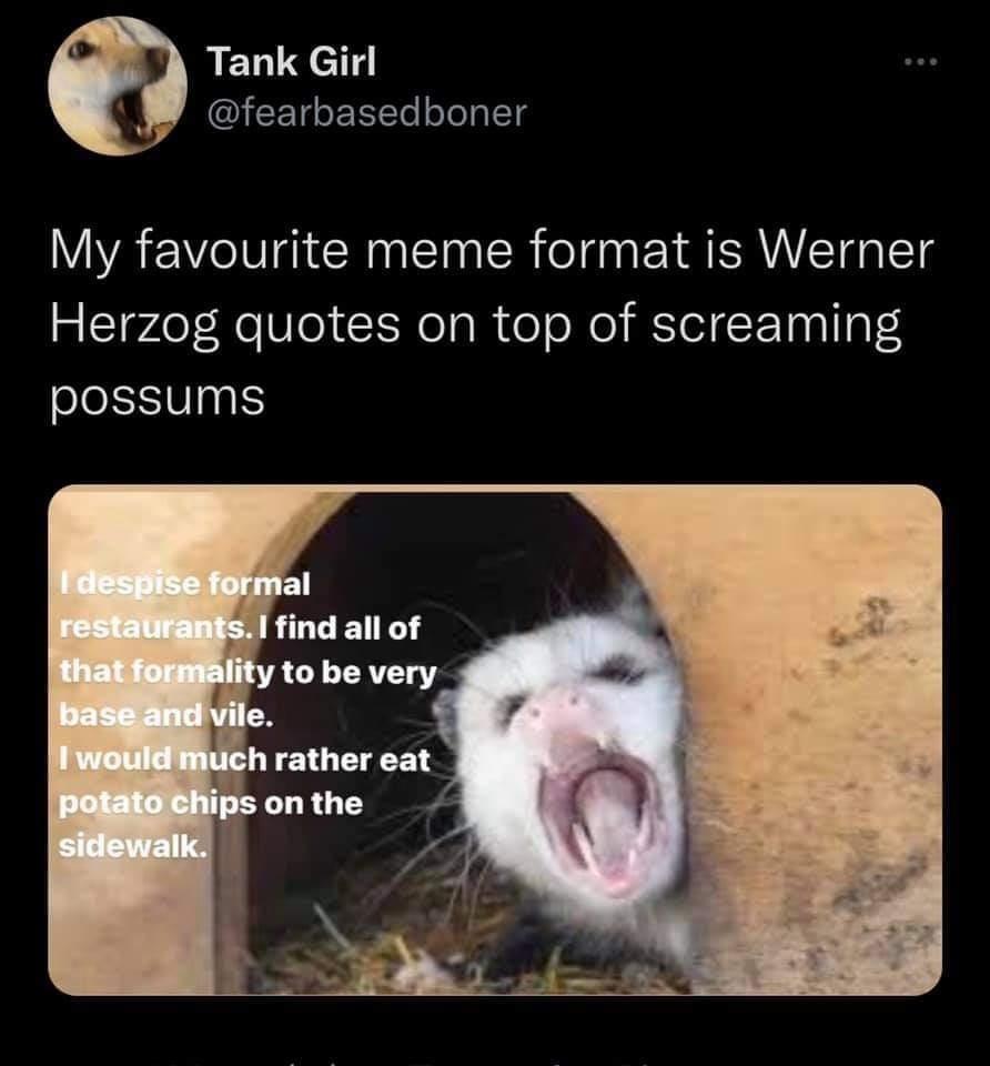 funny memes - best memes - photo caption - Tank Girl My favourite meme format is Werner Herzog quotes on top of screaming possums I despise formal restaurants. I find all of that formality to be very base and vile. I would much rather eat potato chips on 