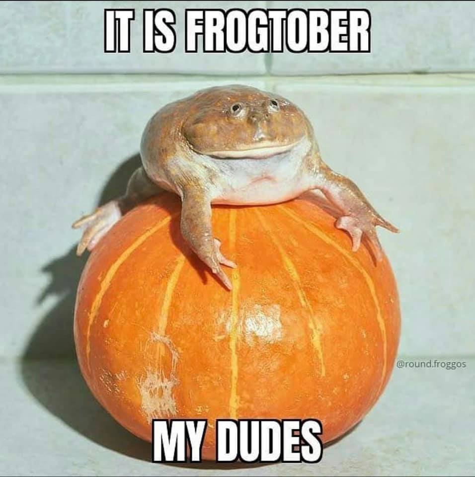 funny memes - best memes - wednesday my dudes october - It Is Frogtober .froggos My Dudes