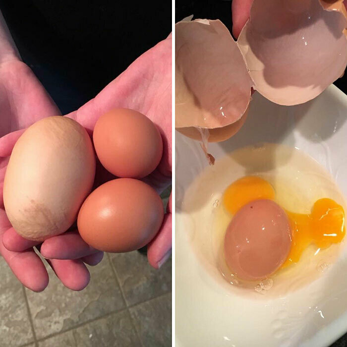 people winning at life - my chicken laying huge eggs