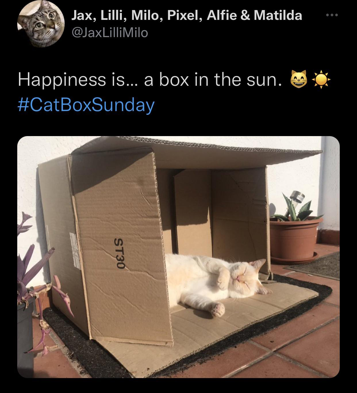 cat - Jax, Lilli, Milo, Pixel, Alfie & Matilda Happiness is... a box in the sun. ST30