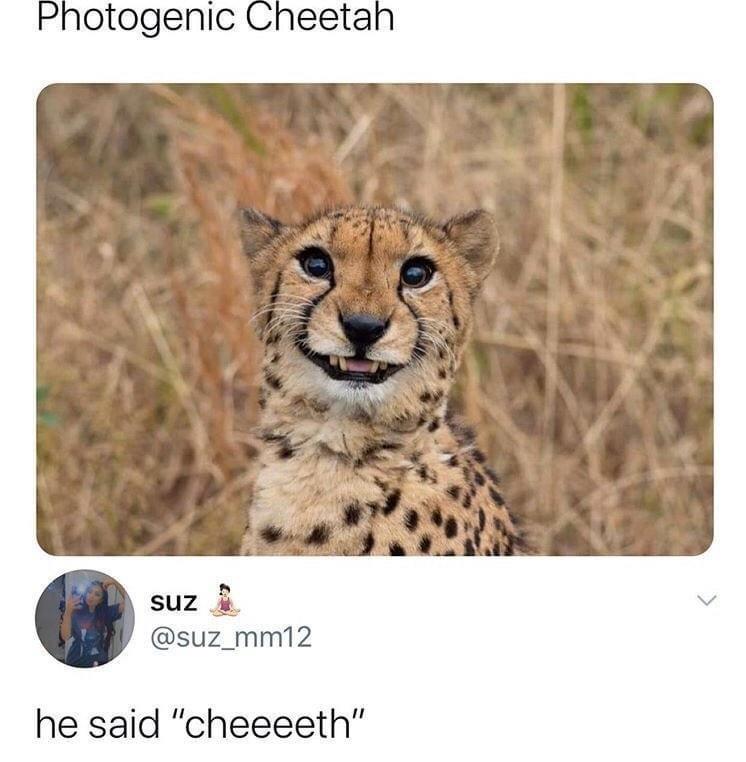 photogenic cheetah meme - Photogenic Cheetah suz he said "cheeeeth".