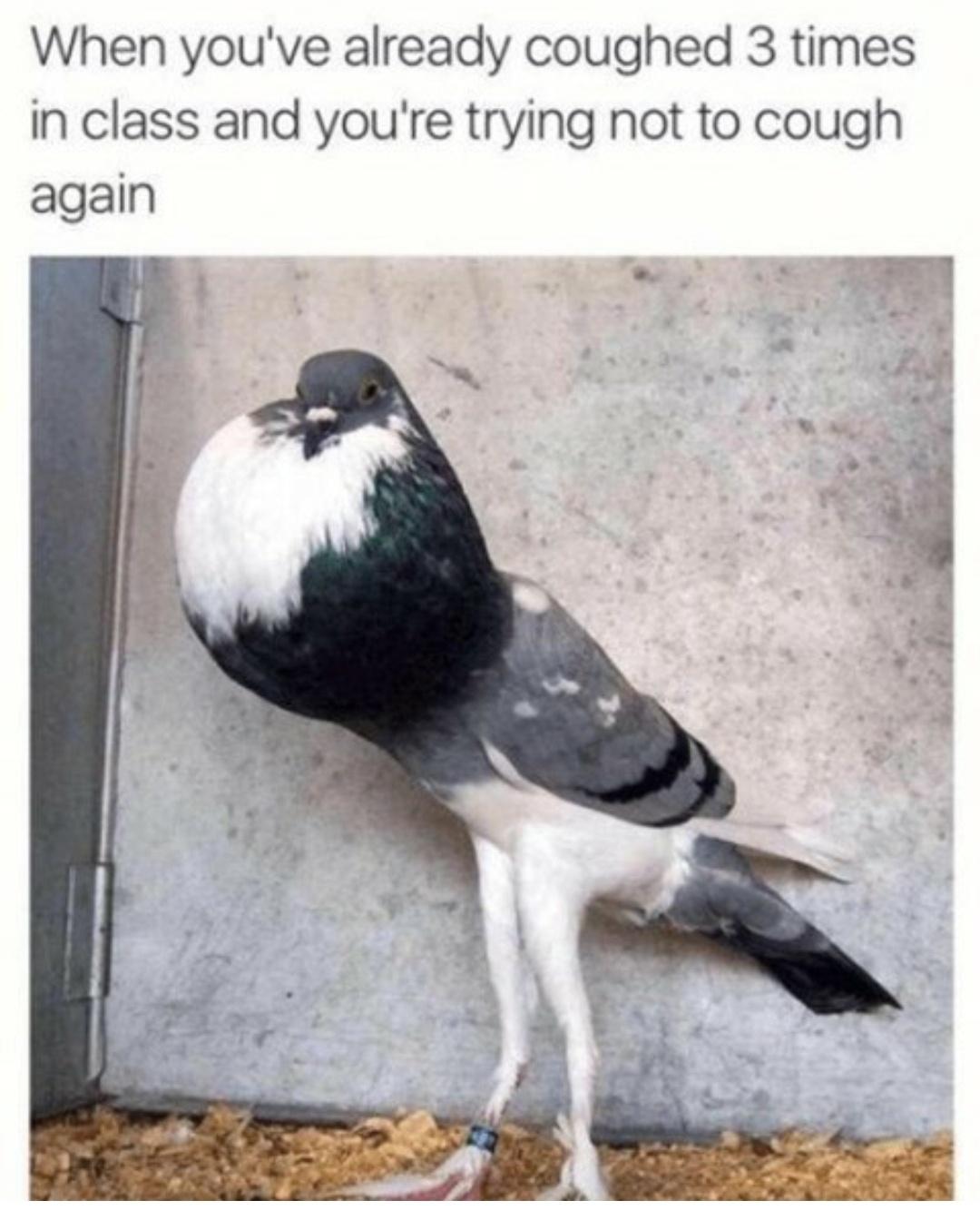 funny memes - ridiculously funny - When you've already coughed 3 times in class and you're trying not to cough again