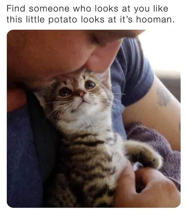 funny memes - lob u - Find someone who looks at you this little potato looks at it's hooman.