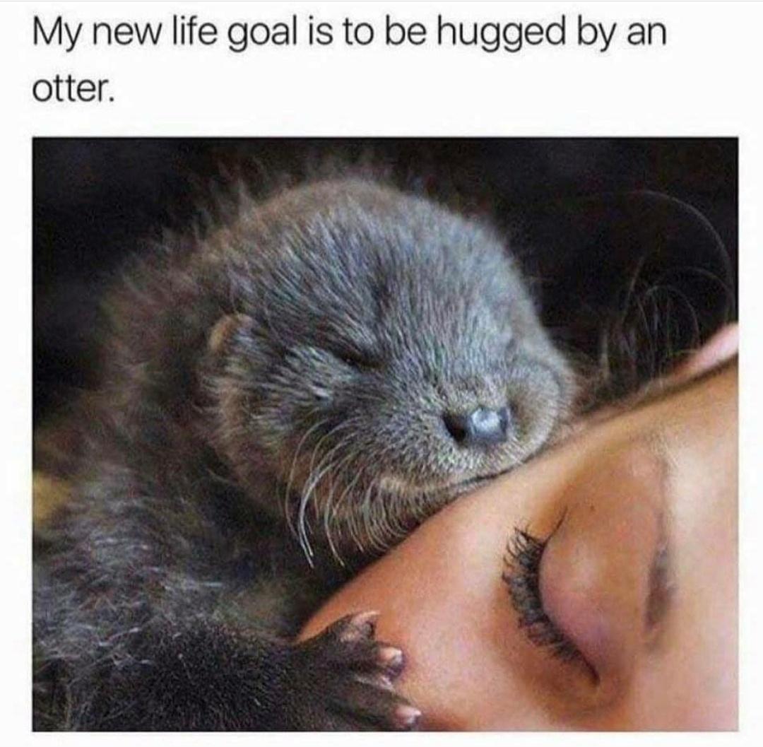 funny memes - goal in life is to be huhged - My new life goal is to be hugged by an otter.