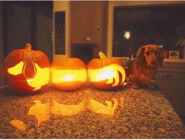 monday morning randomness - dog pumpkin carving