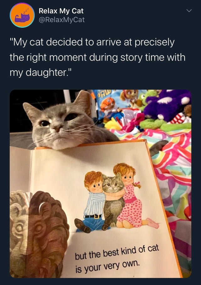 wholesome memes - Relax My Cat "My cat decided to arrive at precisely the right moment during story time with my daughter." but the best kind of cat is your very own.