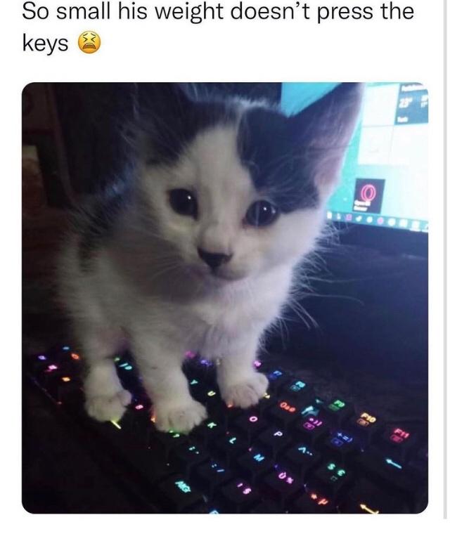 funny gaming memes - so small doesn t press the keys - So small his weight doesn't press the keys One Fi