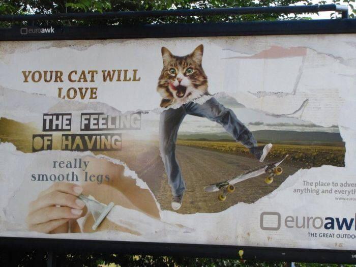 fresh memes - your cat will love the feeling of really smooth legs - euroawk Your Cat Will Love The Feeling Of Having really smooth legs The place to adver anything and everyth euroaw! The Great Outdo